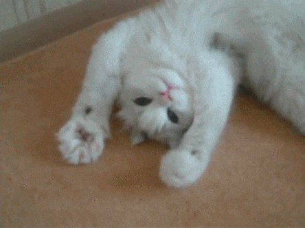 Gif animation 2
